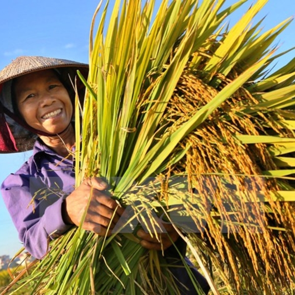 Lấy người nông dân làm trung tâm