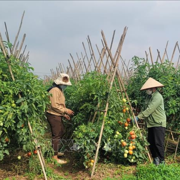 Hiệu quả thực tế