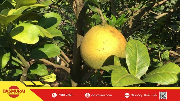 Bệnh vàng lá thối rễ trên cây có múi: Dấu hiệu, nguyên nhân và cách phòng