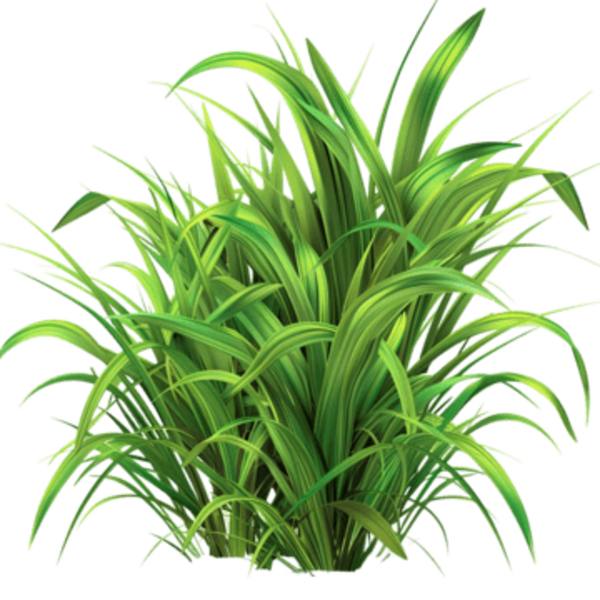 Bộ trị cỏ