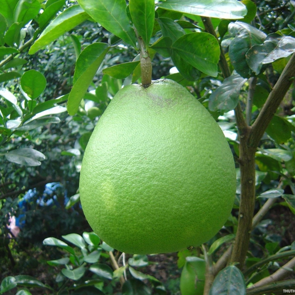 Bưởi