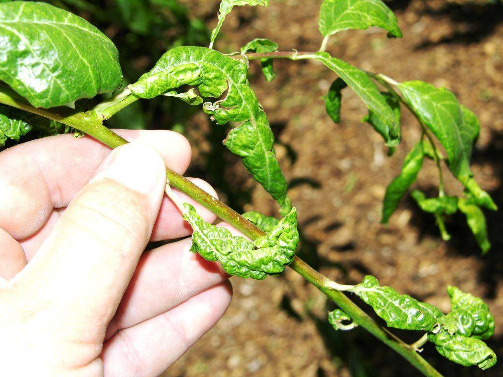 Dấu hiệu cây bị côn trùng chích hút gây hại