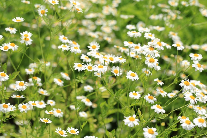 Hoa cúc pyrethrum – nguồn gốc của pyrethrin tự nhiên