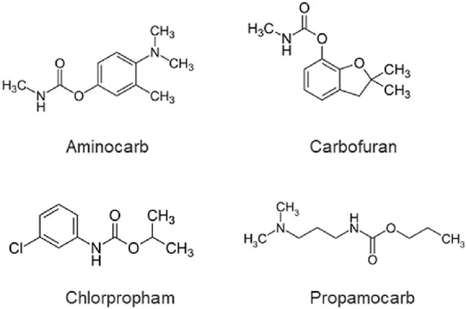 Nhóm Carbamate và cơ chế ức chế enzyme thần kinh