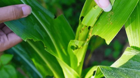 Thuốc giảm hiệu lực chưa chắc do sâu kháng thuốc