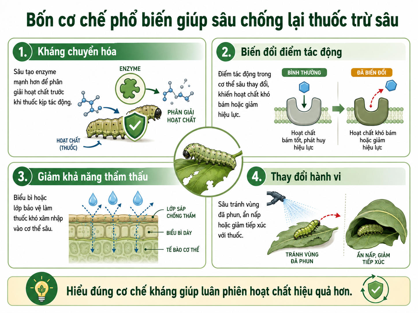 Bốn cơ chế phổ biến giúp sâu chống lại thuốc trừ sâu