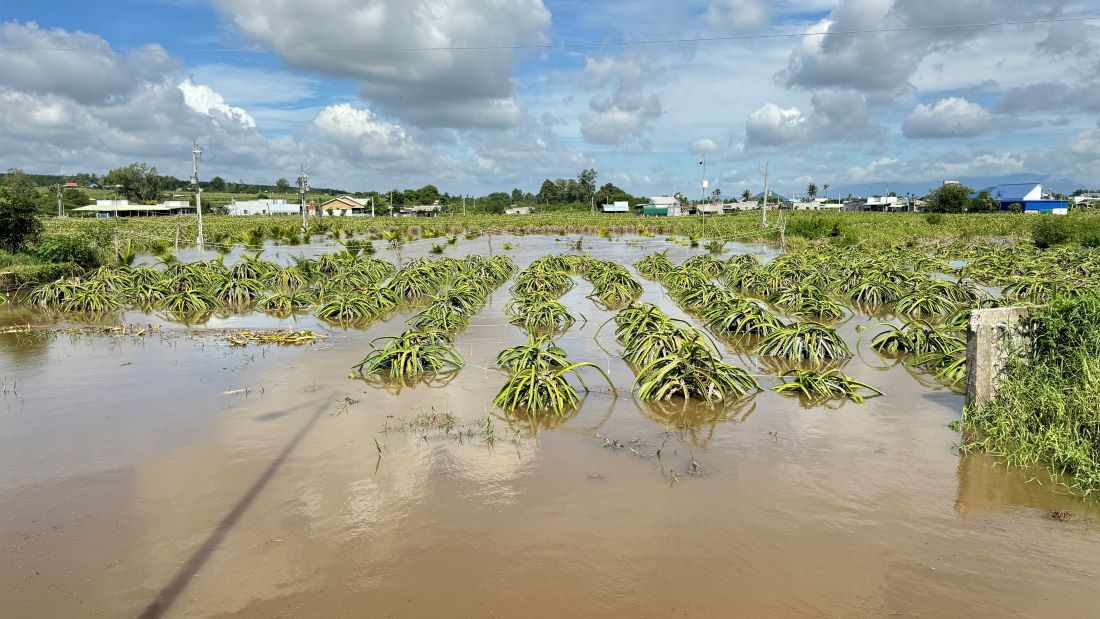 Mưa ẩm kéo dài tạo điều kiện thuận lợi cho thán thư thanh long phát triển